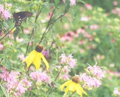 Butterfly Flowers