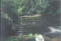 Swing.jpg (13872 bytes)