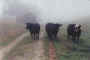 birdcows.jpg (11521 bytes)
