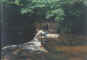 fallfun.jpg (15252 bytes)